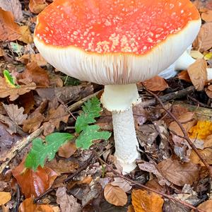 Fly Agaric