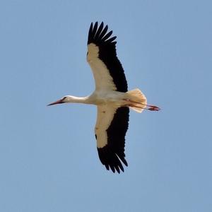 White Stork