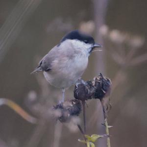 Marsh Tit