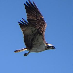 Osprey