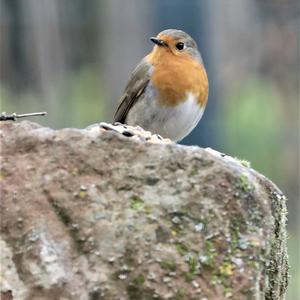 European Robin