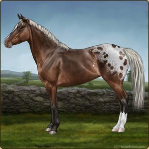 Appaloosa