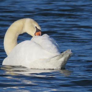 Mute Swan