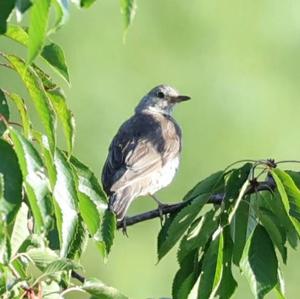 Mistle Thrush