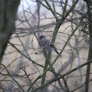 Eurasian Bullfinch