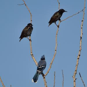 Common Starling