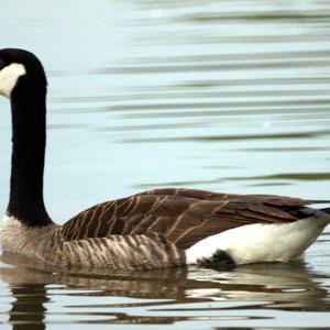 Canada Goose