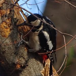 Great Spotted Woodpecker