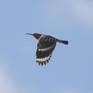 Eurasian Hoopoe