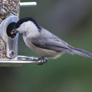 Willow Tit