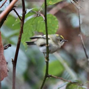 Goldcrest