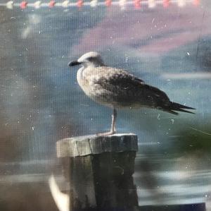 Yellow-legged Gull