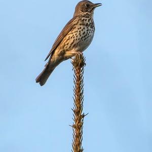 Song Thrush