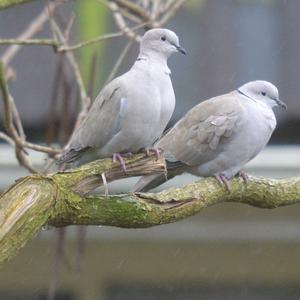 Eurasian Collared-dove