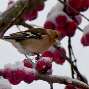 Eurasian Chaffinch