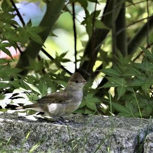 Blackcap