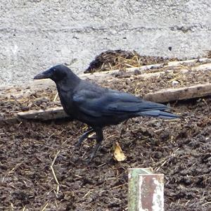 Carrion Crow