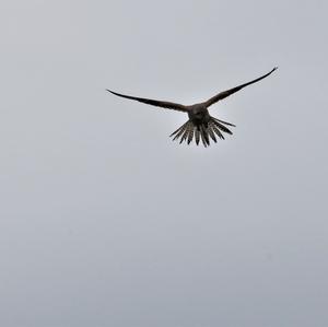 Common Kestrel