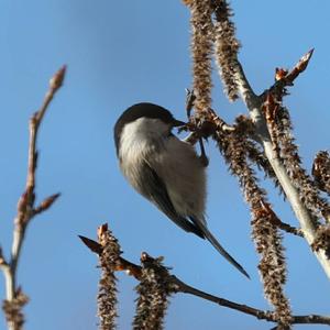 Willow Tit