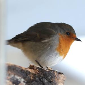 European Robin