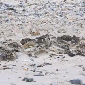 Ruddy Turnstone