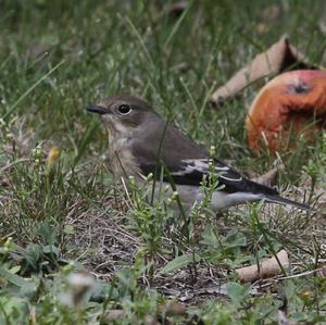 European Pied Flycatcher