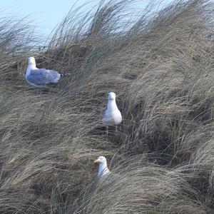 Herring Gull