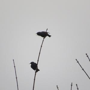 Common Starling