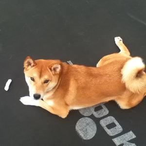 Shiba Inu