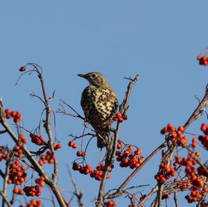 Mistle Thrush