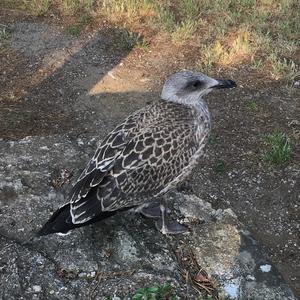 Yellow-legged Gull