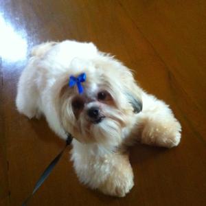 Shih Tzu