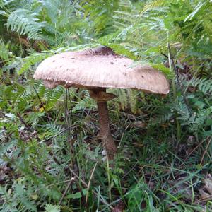 Parasol Mushroom