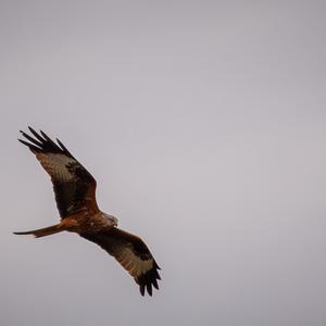 Red Kite