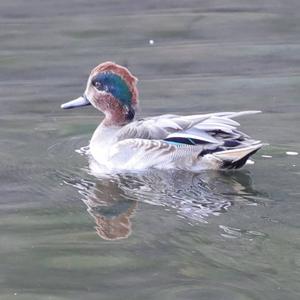 Common Teal