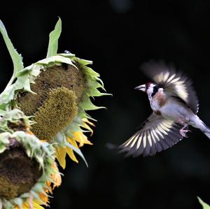 European Goldfinch