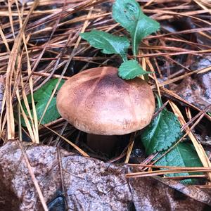 White and Brown Tricholoma