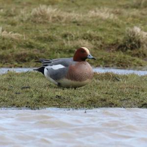 Eurasian Wigeon