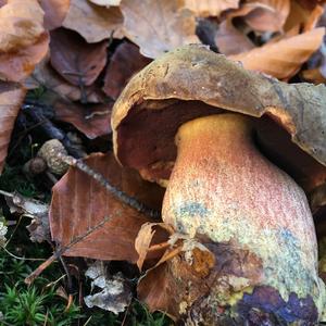 Dotted-stem Bolete