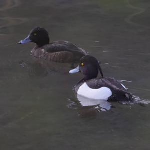 Tufted Duck