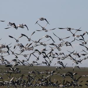 Barnacle Goose