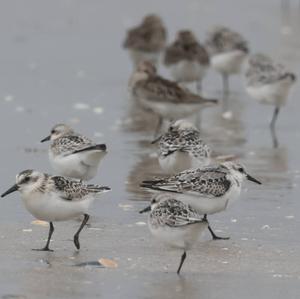 Sanderling