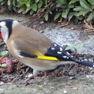 European Goldfinch