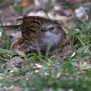 Hedge Accentor