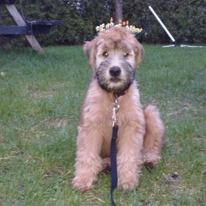 Irish Soft-Coated Wheaten Terrier