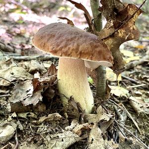 King Bolete