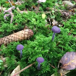 Amethyst Deceiver