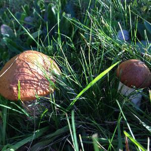 Orange Birch Bolete