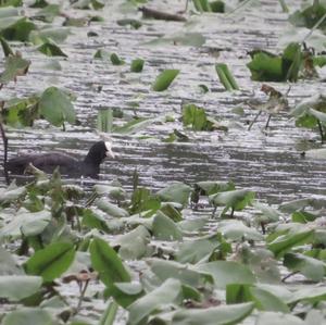 Common Coot