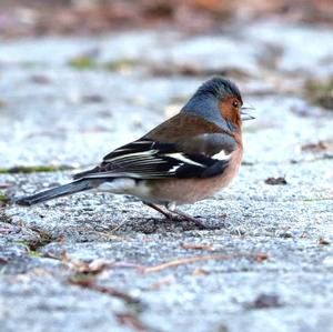 Eurasian Chaffinch